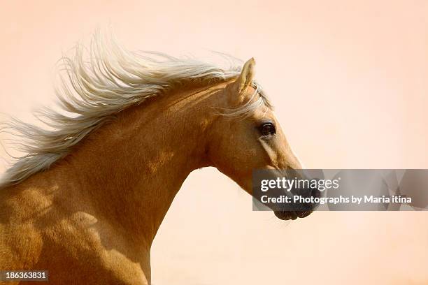 welsh pony - palomino stock-fotos und bilder