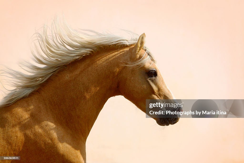 Welsh pony