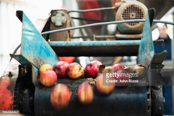 apples being processed on conveyor belt - harvesting stock photos et images de collection
