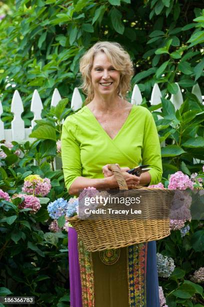 caucasian woman gathering flowers - hydrangea lifestyle stockfoto's en -beelden