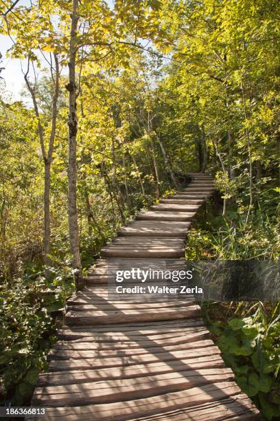 Wooden Walkway In Forest, Stockfoto