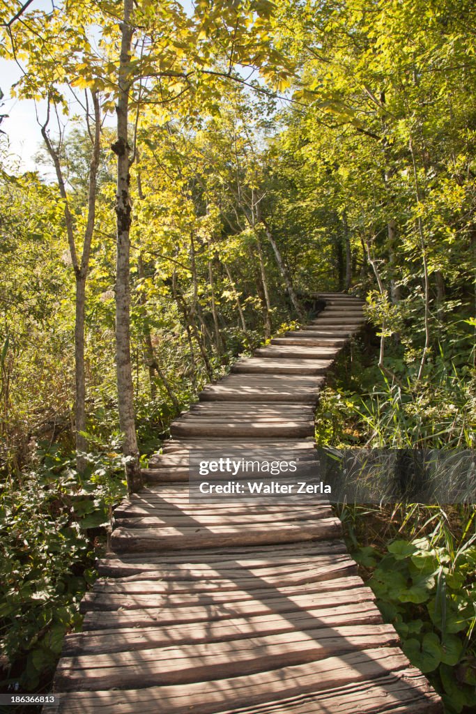 Wooden walkway in forest