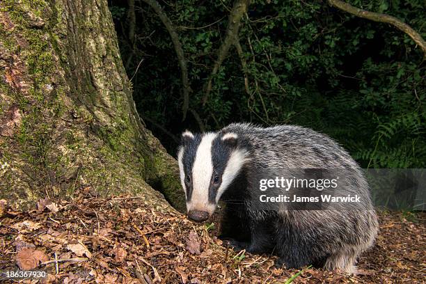 badger cub in oak woods - meles meles stock pictures, royalty-free photos & images