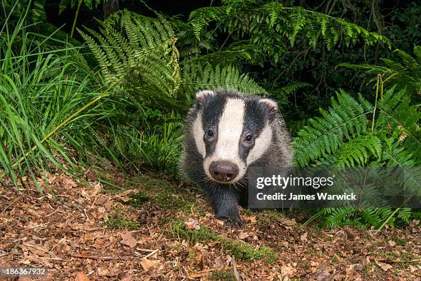 badger cub in oak woods - badger stock pictures, royalty-free photos & images