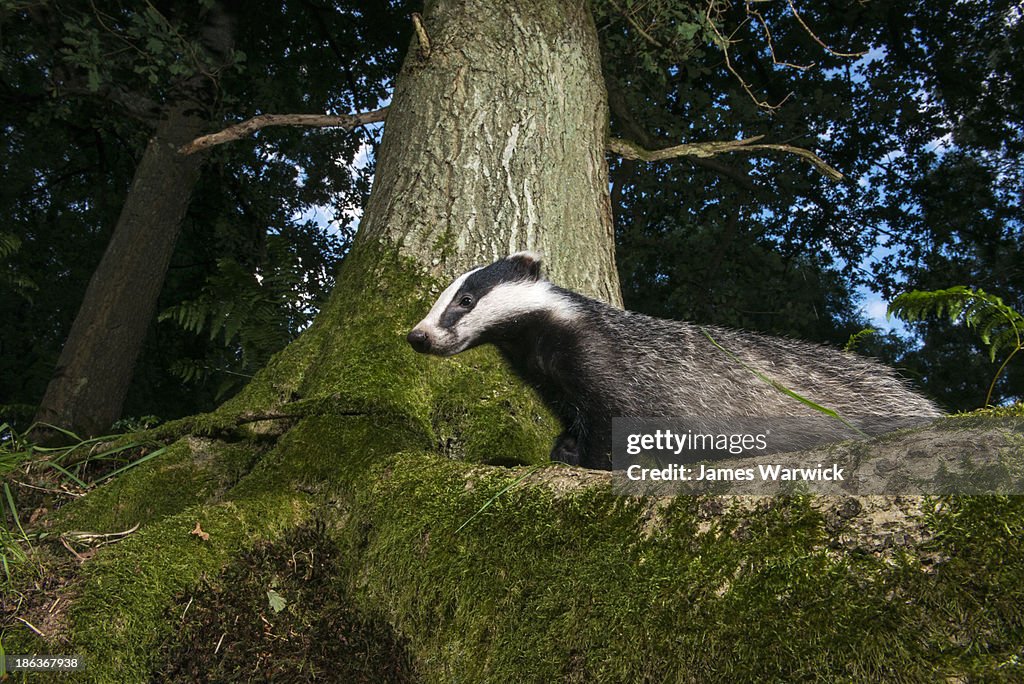 Badger in oak woods at twilight