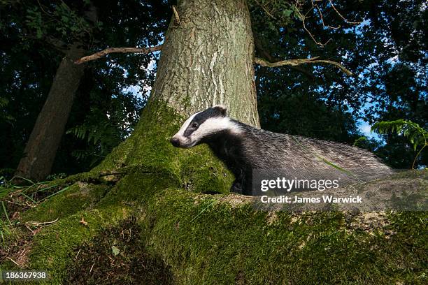 badger in oak woods at twilight - meles meles stock pictures, royalty-free photos & images