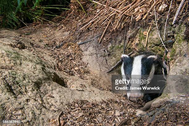 badger cub at sett entrance hole - holen stockfoto's en -beelden