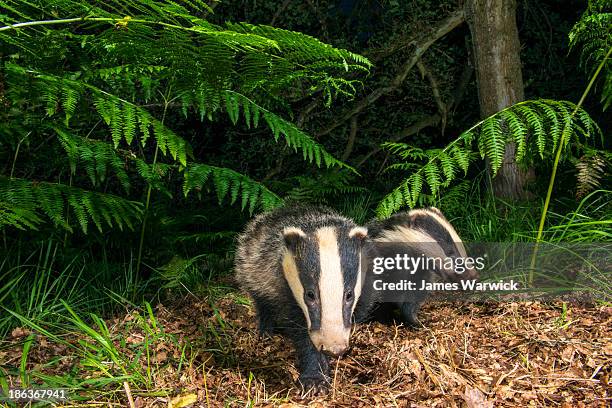 badger cub under bracken in oak woods - dachs stock-fotos und bilder