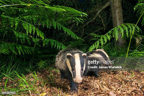 badger cub under bracken in oak woods - badger stock pictures, royalty-free photos & images