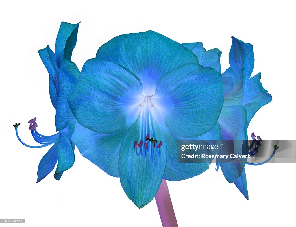 Beautiful blue amaryllis, petals like shot silk