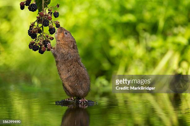 water vole - volea stock pictures, royalty-free photos & images