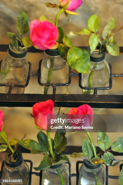 Livecycle Roses 26 Life Cycle Of A Rose Stock Photos, High-Res Pictures, and Images ...