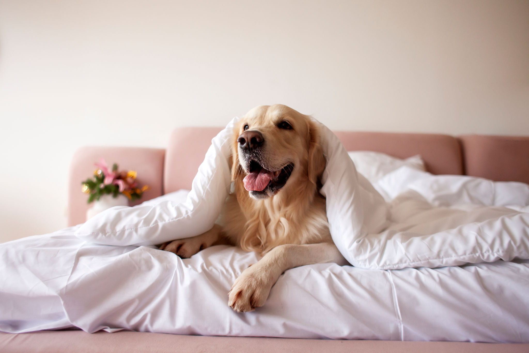 labrador retriever