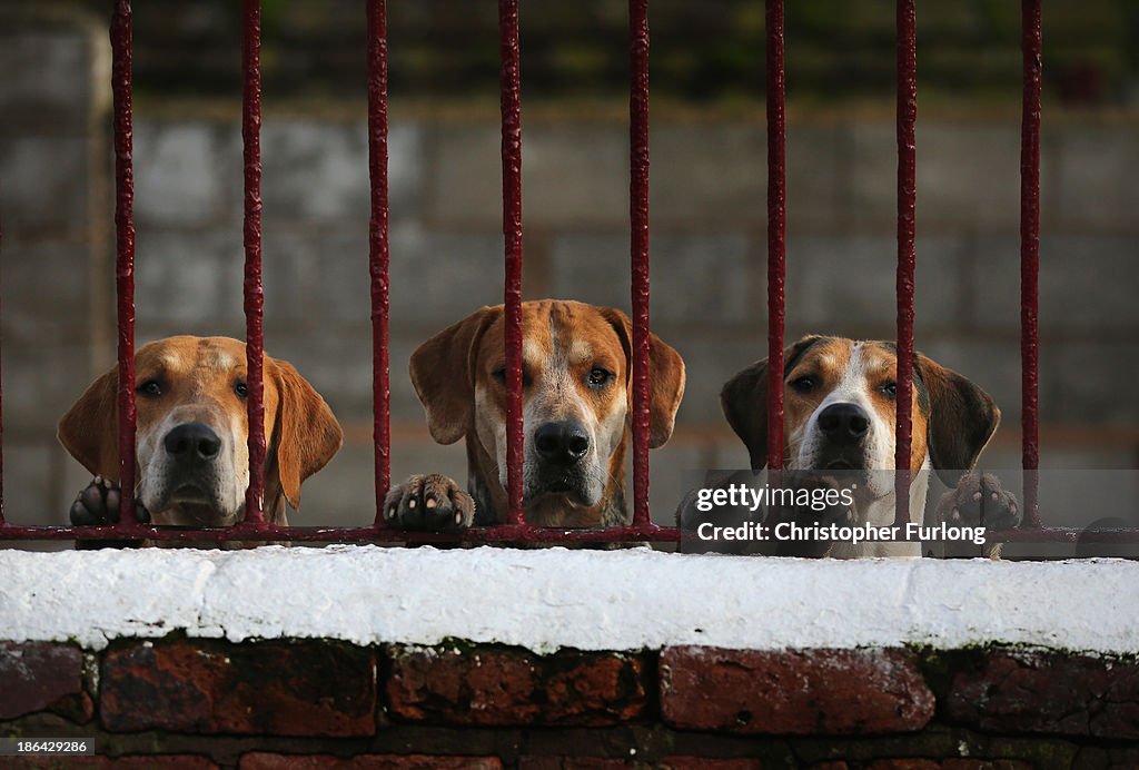 Kennels Prepare Their Dogs For The Start Of The Fox Hunting Season