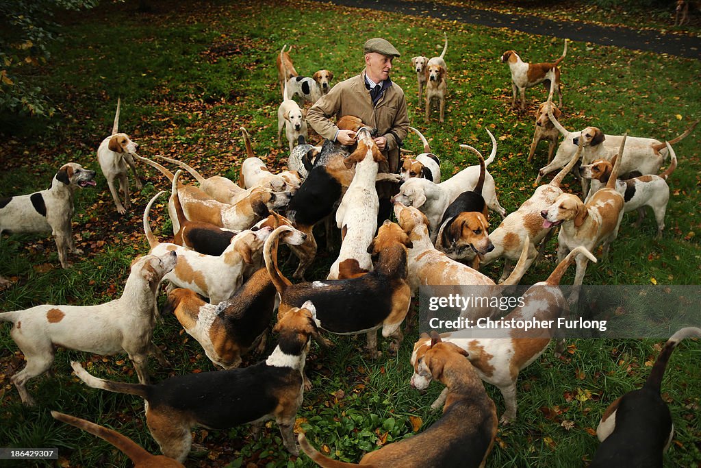 Kennels Prepare Their Dogs For The Start Of The Fox Hunting Season