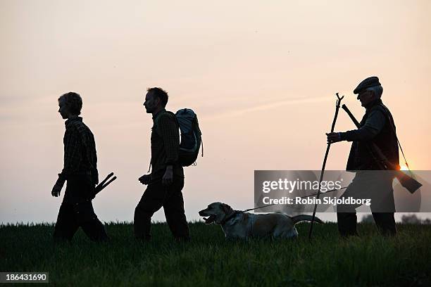 men and dog walking through field in sunrise - dane gun stock pictures, royalty-free photos & images