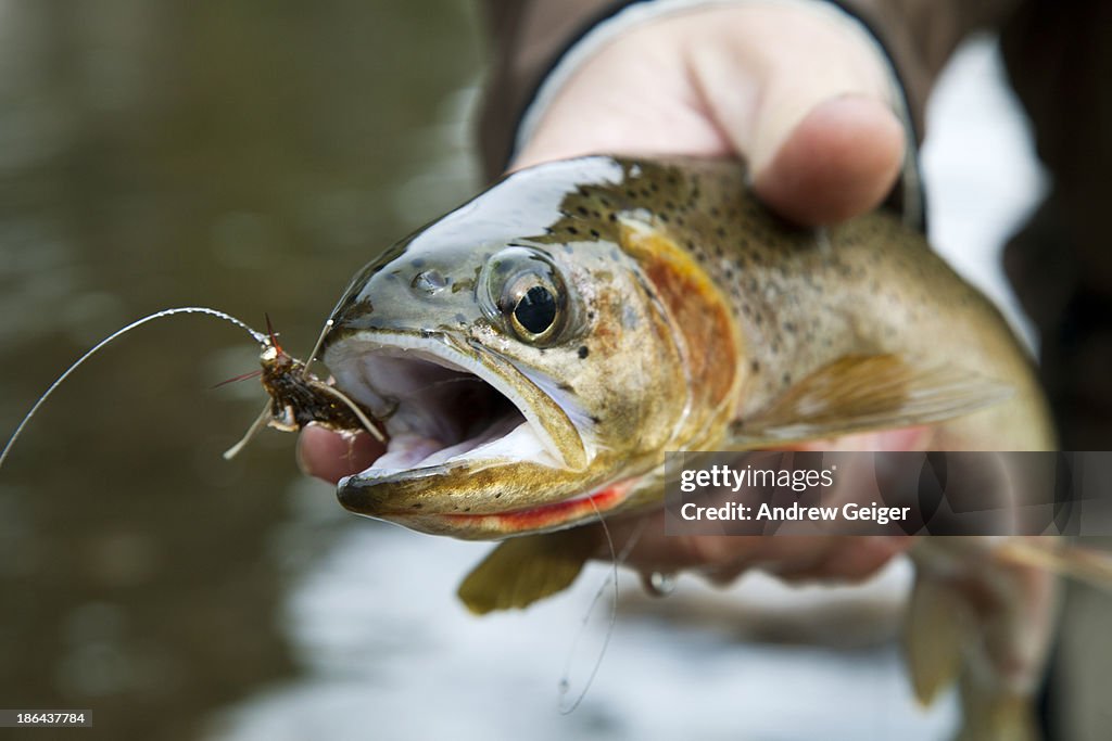 Closeup of fishermans hand holding trout in river.