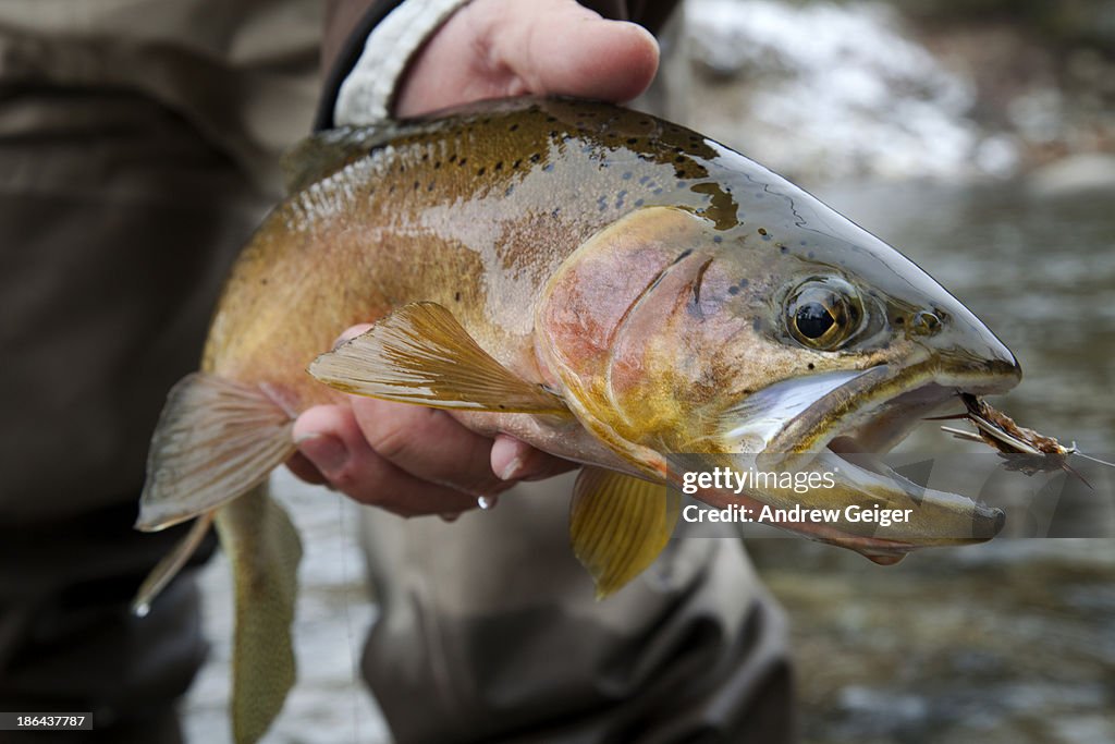 Closeup of fishermans hand holding trout in river.