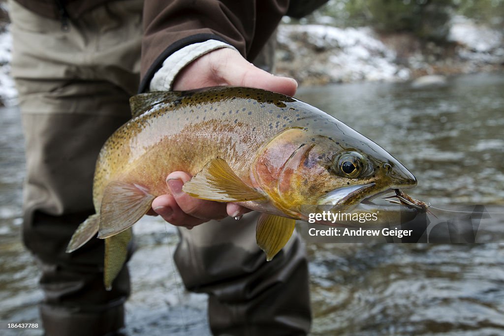 Closeup of fishermans hand holding trout in river.