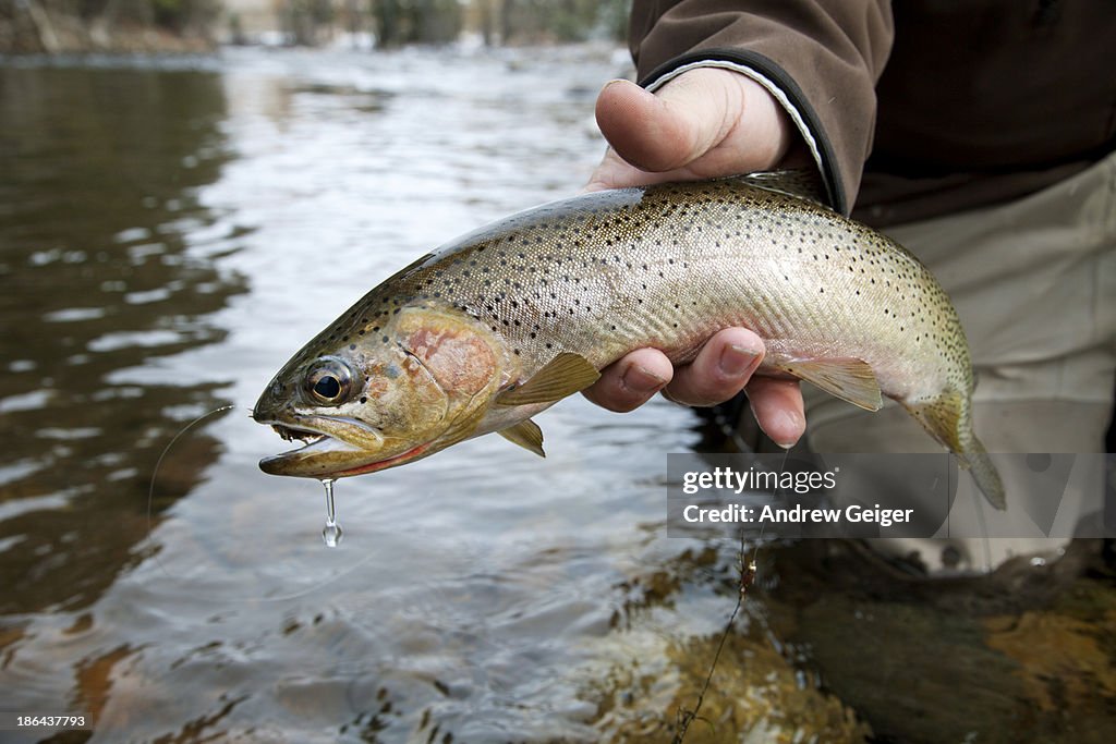Closeup of fishermans hand holding trout in river.