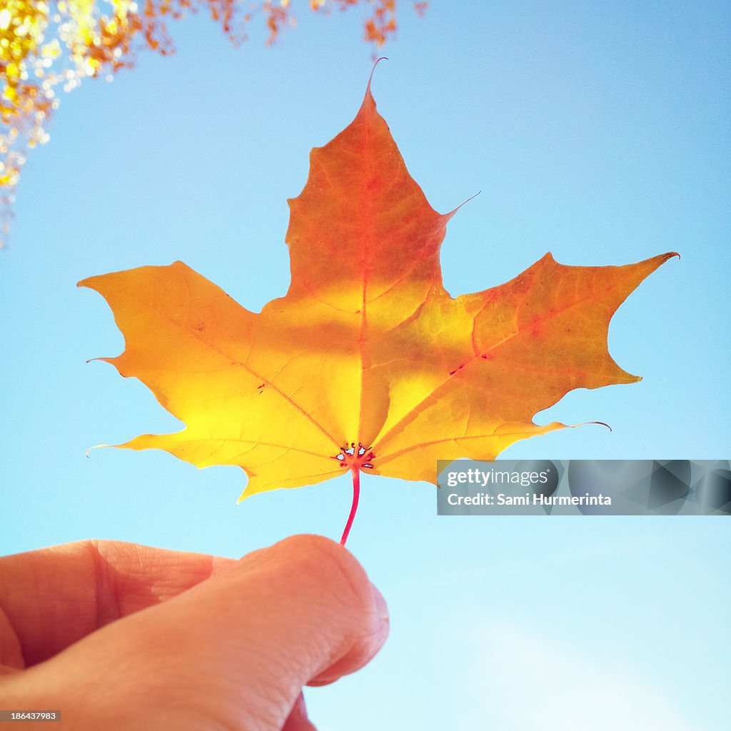 A maple leaf held against the sky