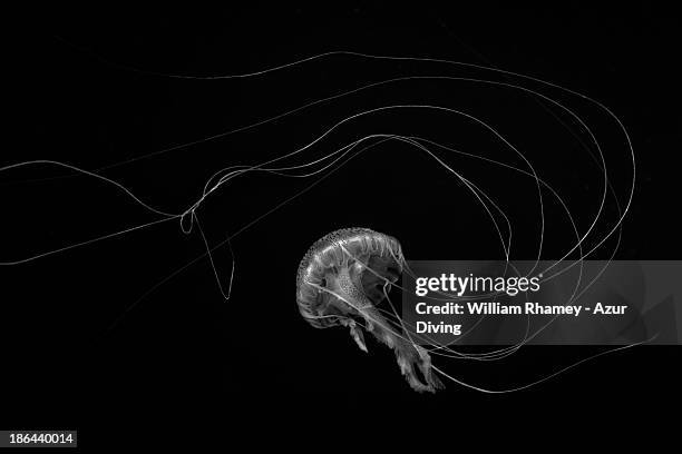 Jellyfish Black And White High-Res Stock Photo
