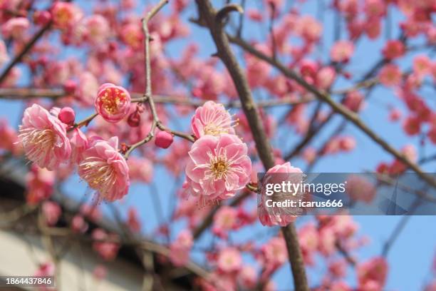 cherry blossom close-up - aprikosenbaum stock-fotos und bilder