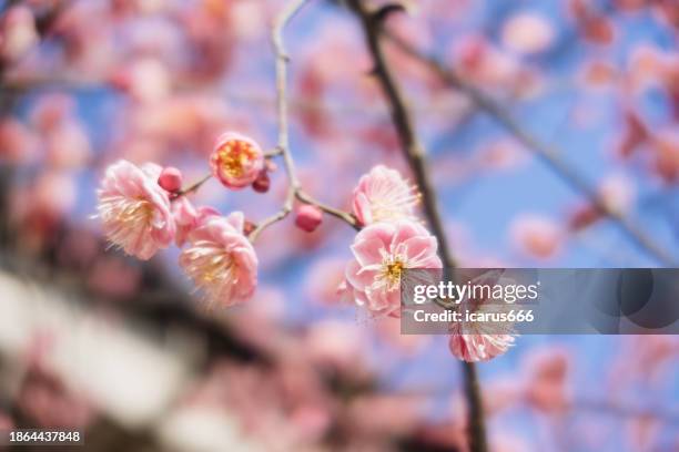 cherry blossom close-up - aprikosenbaum stock-fotos und bilder