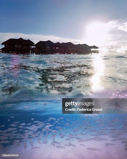 split-level view of fihalhohi island with shoal of silver sprat (spratelloides gracilis) - sprat fish stock pictures, royalty-free photos & images