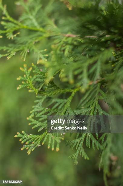 close up of green thuja branches as background. - pinetree garden seeds stock pictures, royalty-free photos & images