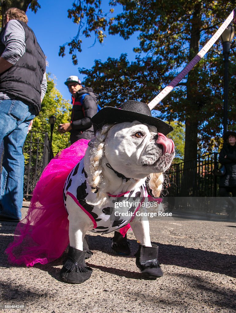 23rd Annual Tompkins Square Halloween Dog Parade