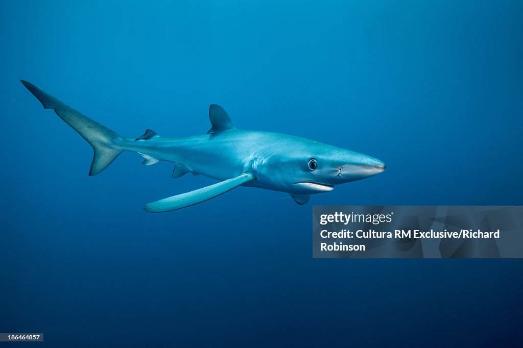 Prionace glauca (Blue Shark), Hawke's Bay, New Zealand