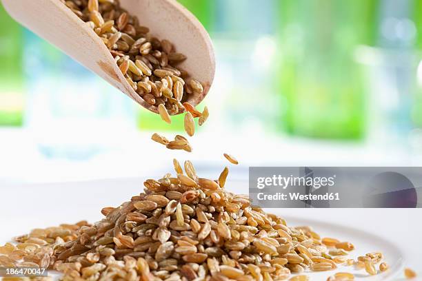 spelt grains pouring from wooden scoop, close up - spelt stock pictures, royalty-free photos & images