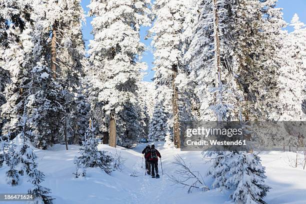 germany, bavaria, mature man and woman hiking on grosser arber - deutschland wald winter stock-fotos und bilder