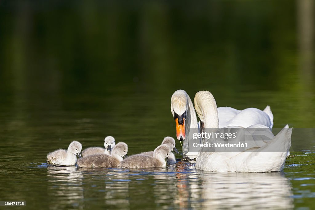 Europe, Germany, Bavaria, Swans with chicks swimming in water