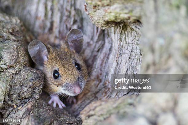 germany, bavaria, yellow-necked mouse on rock, close up - wood mouse stock pictures, royalty-free photos & images