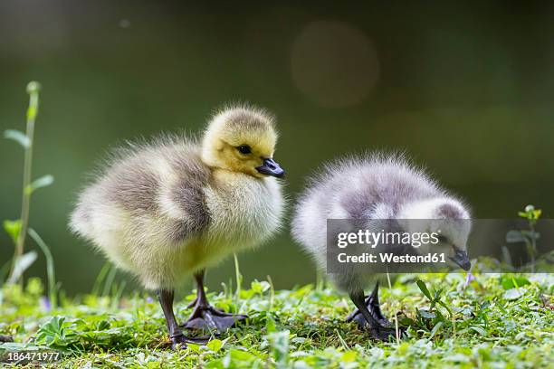 germany, bavaria, barnacle goose chicks on grass - gosling stock pictures, royalty-free photos & images