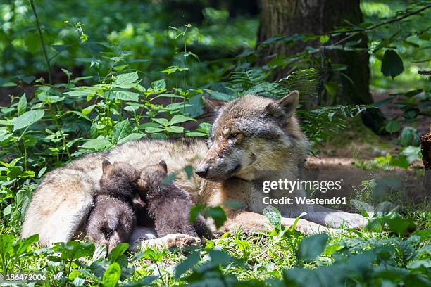 germany, bavaria, gray wolf is suckling her pups - cubs stock pictures, royalty-free photos & images