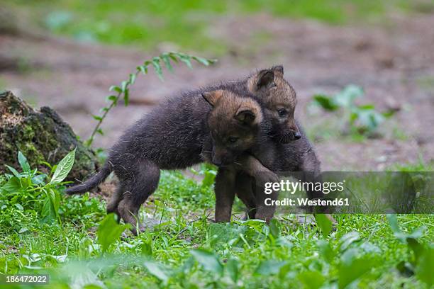 germany, bavaria, gray wolf pups are playing - wolves fighting stock pictures, royalty-free photos & images