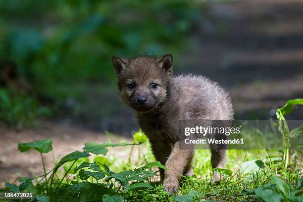 germany, bavaria, gray wolf pup walking in forest - wolf cub stock pictures, royalty-free photos & images