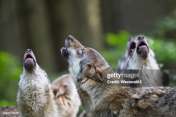 germany, bavaria, howling gray wolfs - wolf stockfoto's en -beelden