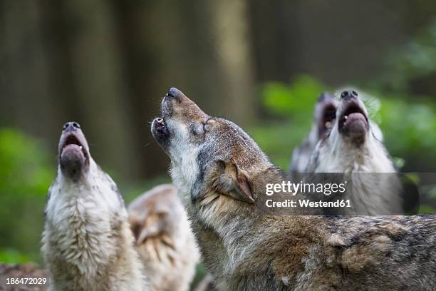 germany, bavaria, howling gray wolfs - wolf stock pictures, royalty-free photos & images