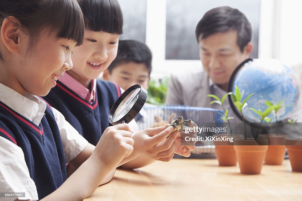 Schoolgirls examining turtle through magnifying glass in the classroom