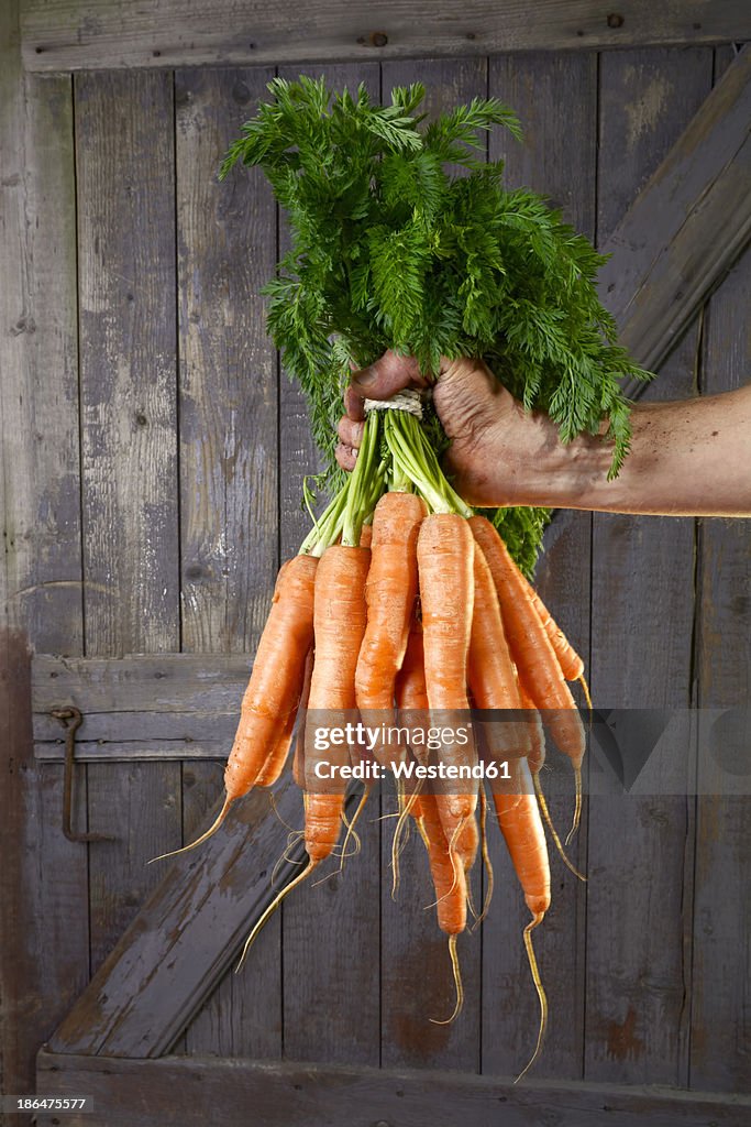 Germany, Farmer holding bunch of carrots