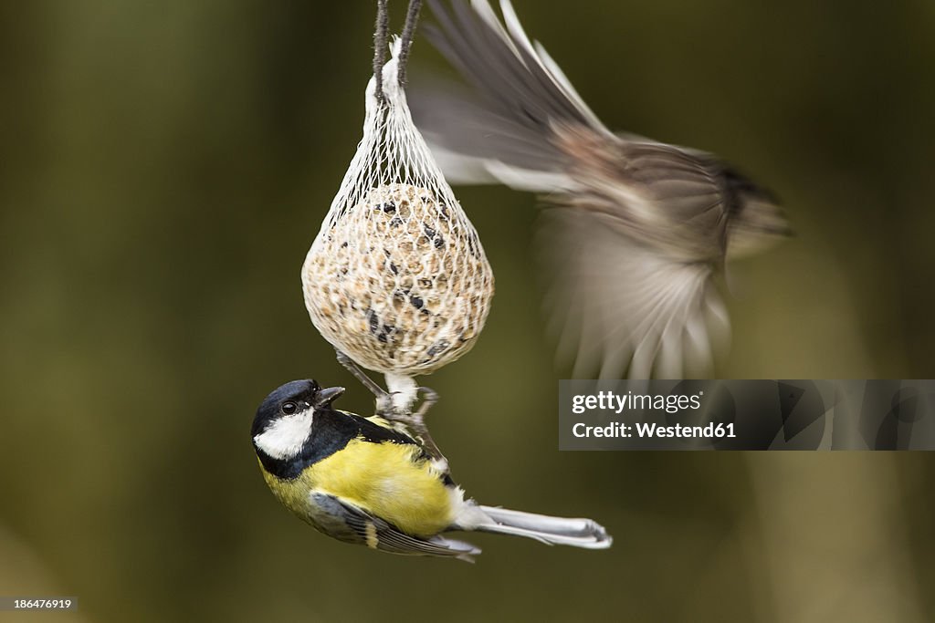 Germany, Hesse, Great tit and Long-tailed Tit on bird feeder