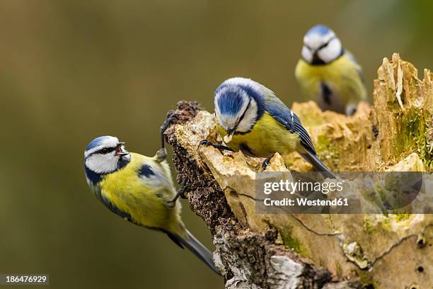 germany, hesse, blue tit perching on tree trunk - titmouse stock pictures, royalty-free photos & images