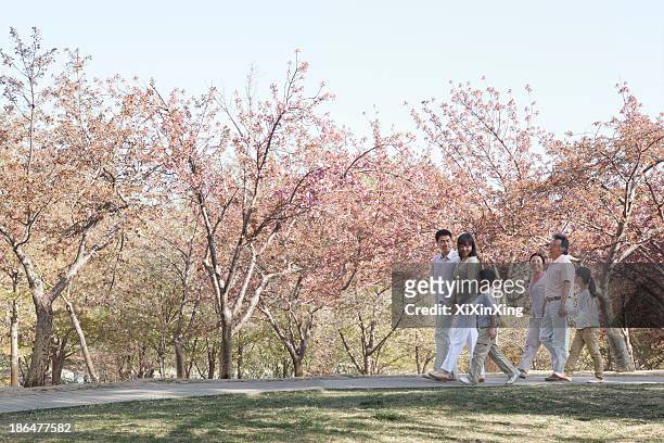 multi-generational family taking a walk amongst the cherry trees in a park in springtime, beijing - extended family outdoors spring stock pictures, royalty-free photos & images