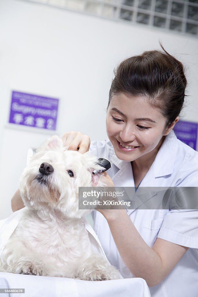 Dog in veterinarian's office