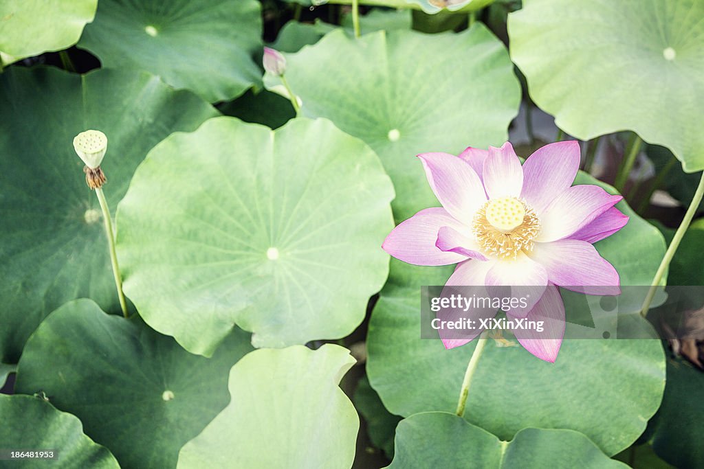 Close-up of pink lotus flower on a lake in China