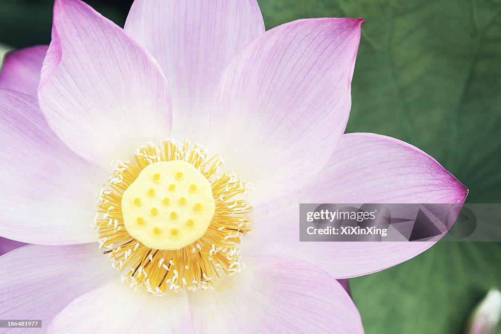 Close-up of pink lotus flower, China